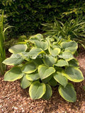 Hosta Abiqua Moonbeam
